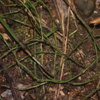 Equisetum ramosissimum  Desf.